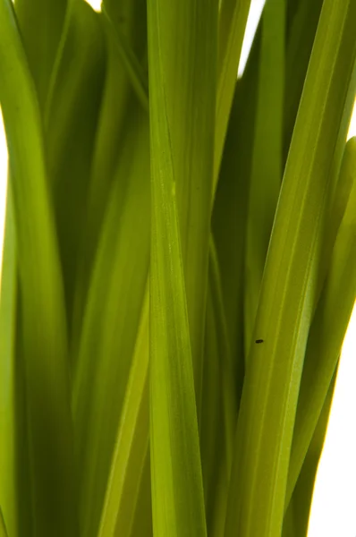 Yellow daffodil in pot — Stock Photo, Image