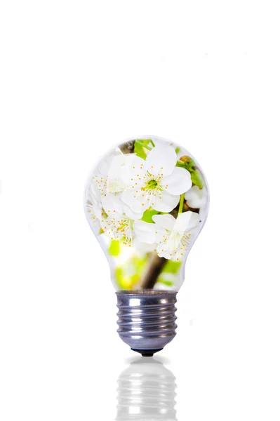 Fiore fiore all'interno lampadina — Foto Stock