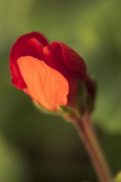 Flor vermelha fechar — Fotografia de Stock