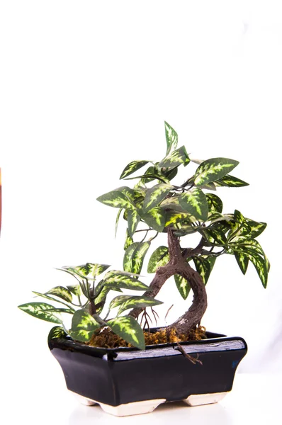 Zöld bonsai fa — Stock Fotó