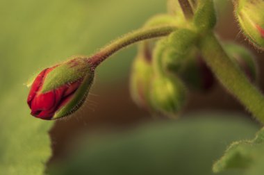 Kırmızı çiçek. Yaklaş.