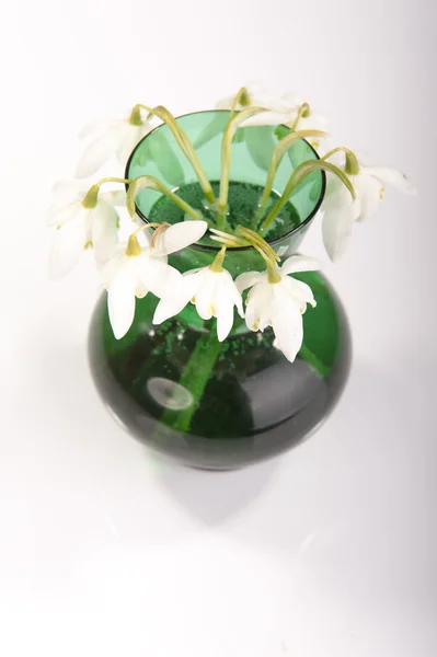 Kardelen yeşil vazo içinde. Galanthus nivalis — Stok fotoğraf