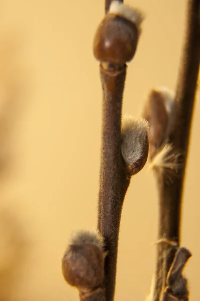 Willow branch — Stock Photo, Image