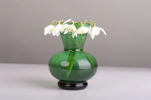 Goutte de neige en vase vert. Galanthus nivalis — Photo