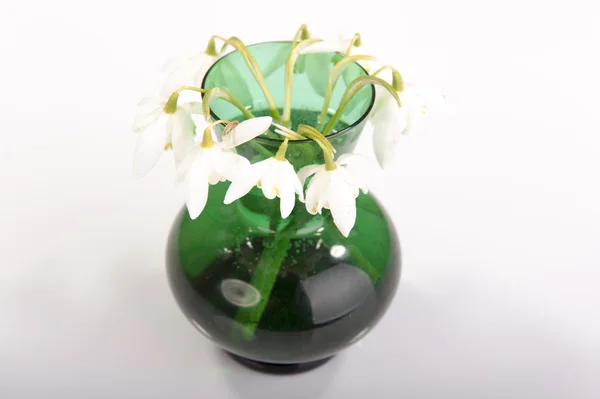 Bucaneve in vaso verde. Galanthus nivalis — Foto Stock