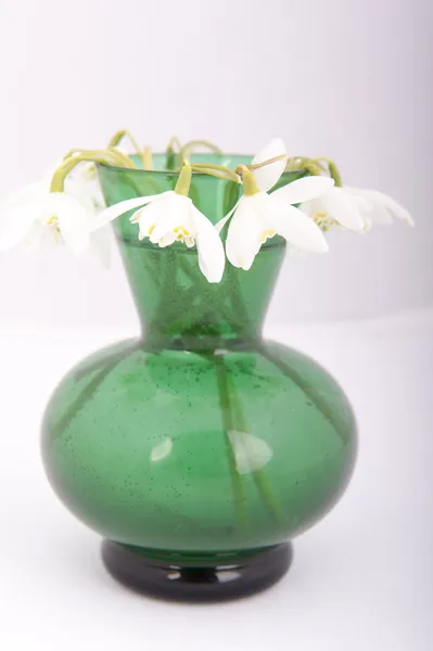 Goutte de neige en vase vert. Galanthus nivalis — Photo