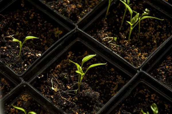 Jonge peperplant in zwarte pot — Stockfoto