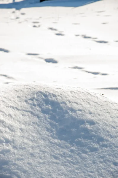 冬のフット プリント — ストック写真