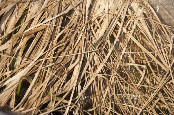 Dried grass in winter — Stock Photo, Image