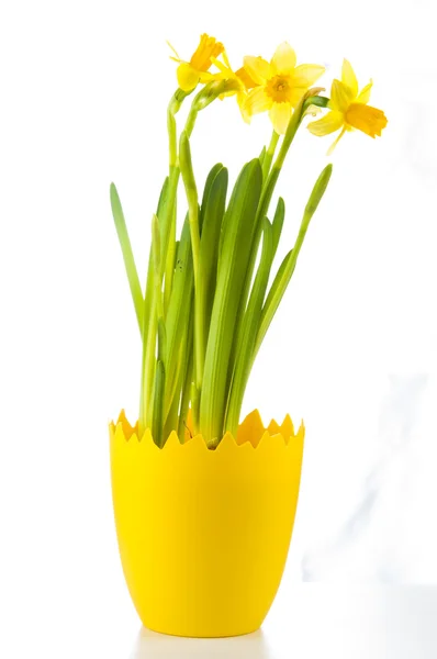 Žlutý Narcis v hrnci — Stock fotografie