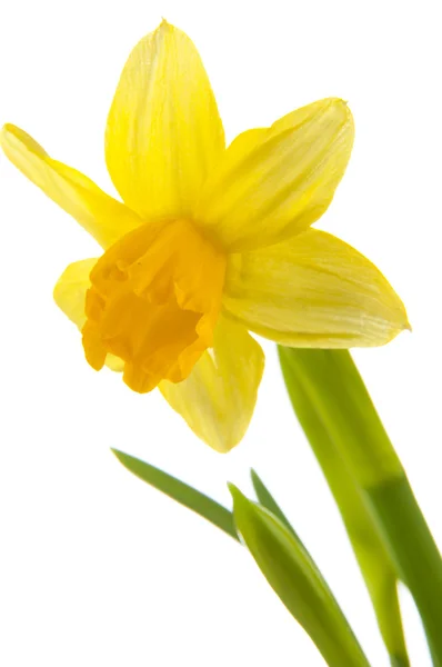 Yellow daffodil in pot — Stock Photo, Image