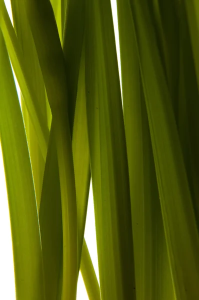 Yellow daffodil in pot — Stock Photo, Image