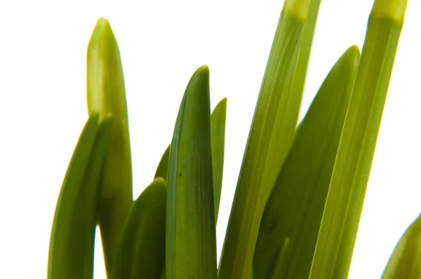 Yellow daffodil in pot — Stock Photo, Image