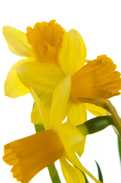 Giallo narciso in vaso — Foto Stock