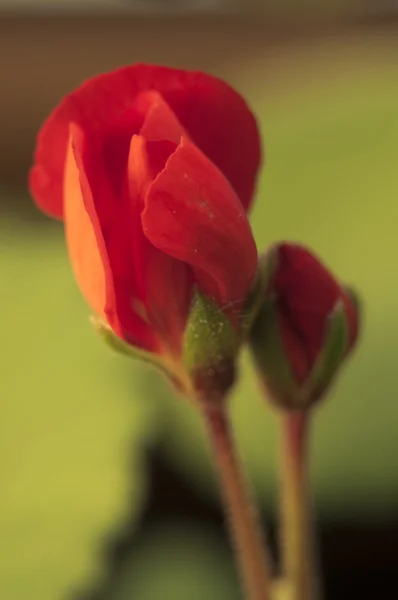 Red flower close up — Stock Photo, Image