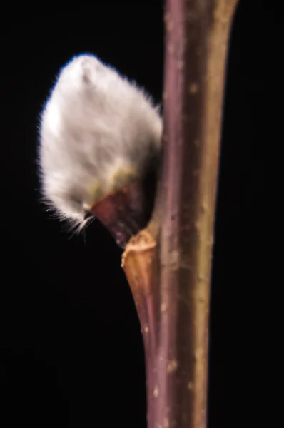 stock image Willow branch