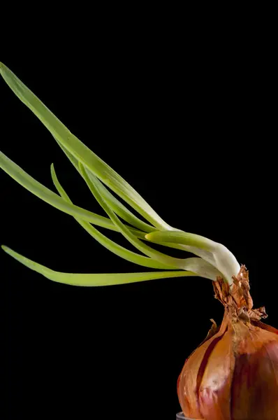 Onion leaves — Zdjęcie stockowe