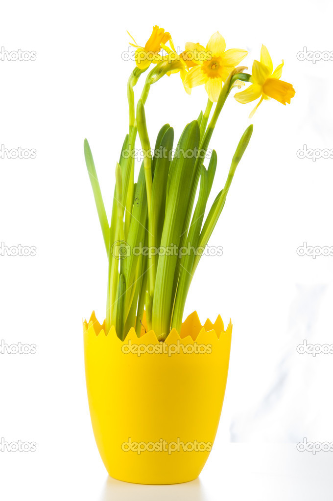 Yellow daffodil in pot