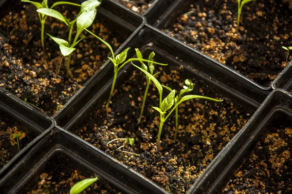 Junge Pfefferpflanze im schwarzen Topf — Stockfoto