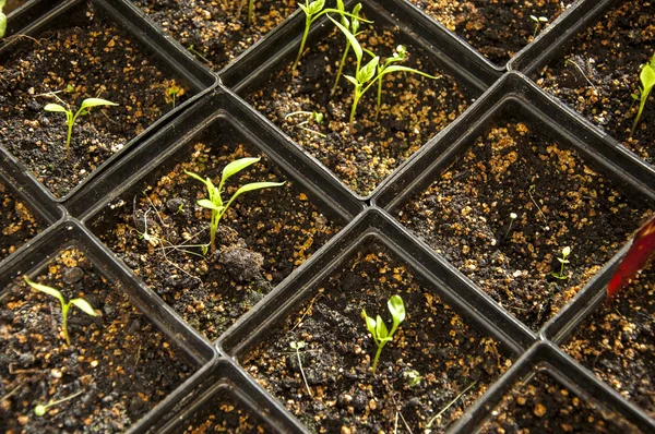 Jonge peperplant in zwarte pot — Stockfoto