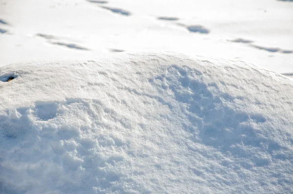 冬のフット プリント — ストック写真