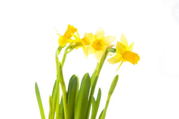 Gele daffodil in pot — Stockfoto