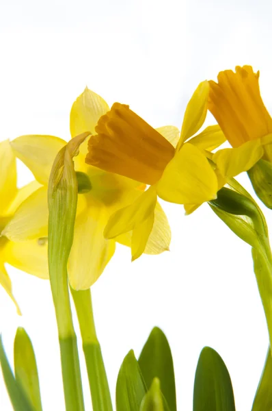 Žlutý Narcis v hrnci — Stock fotografie