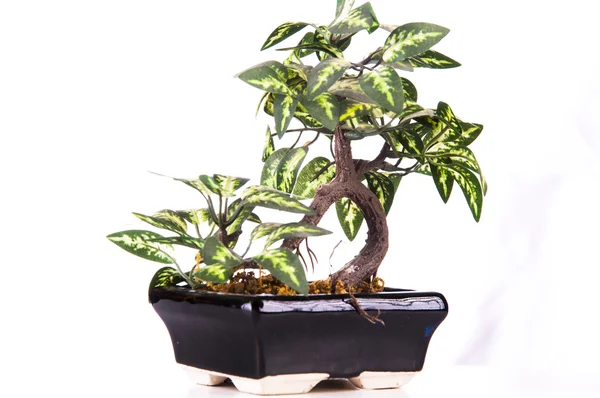 Gröna bonsaiträd — Stockfoto