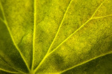 yeşil yaprak makro