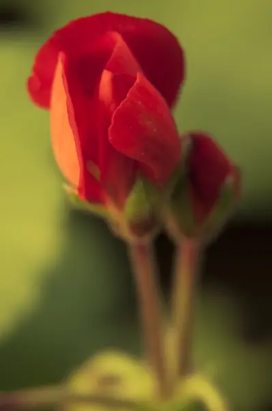 Piros virág közelről — Stock Fotó