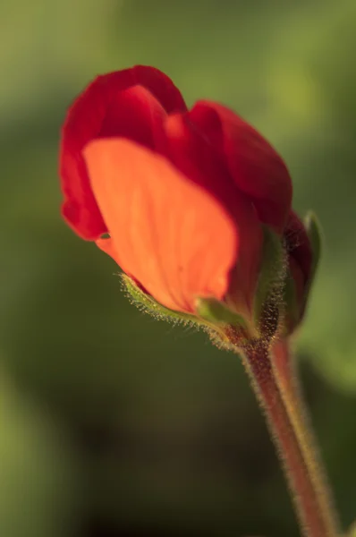 붉은 꽃을 가까이 서 — 스톡 사진