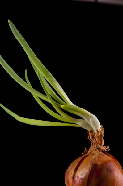 Hojas de cebolla — Foto de Stock