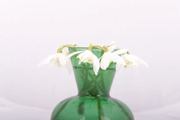 Kardelen yeşil vazo içinde. Galanthus nivalis — Stok fotoğraf