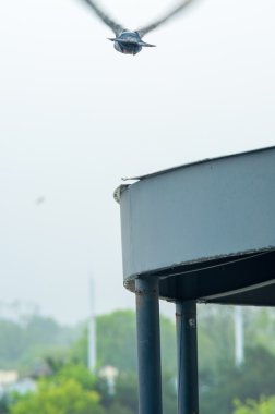 Kentsel güvercin turistlerle dağınık ekmek yemek