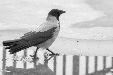 Kentsel güvercin turistlerle dağınık ekmek yemek