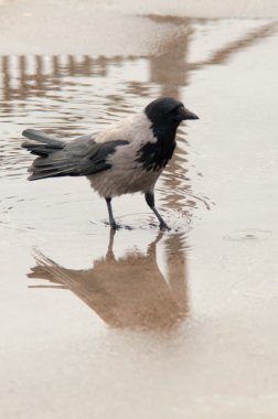 Kentsel güvercin turistlerle dağınık ekmek yemek