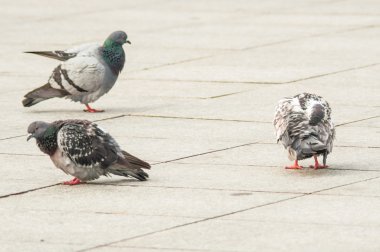 Kentsel güvercin turistlerle dağınık ekmek yemek
