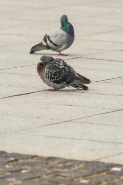 Kentsel güvercin turistlerle dağınık ekmek yemek