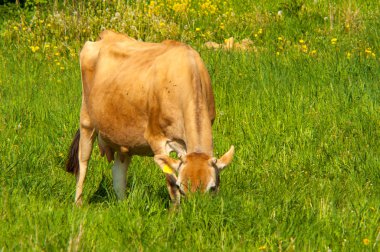 Jersey inek bir çayır grazes.