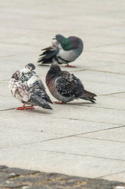 Kentsel güvercin turistlerle dağınık ekmek yemek