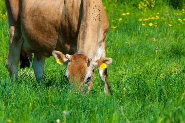Jersey inek bir çayır grazes.