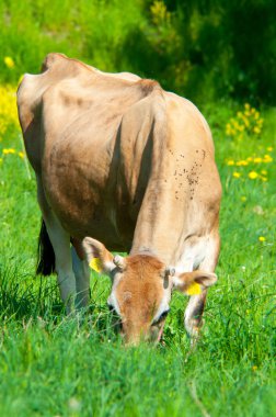 Jersey inek bir çayır grazes.