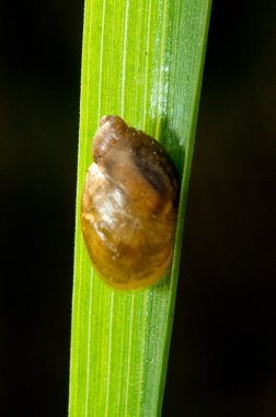 küçük salyangoz yeşil çimenlerin üzerinde