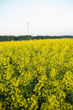 çiçek açan kanola alanında