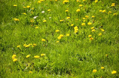 çiçek açan dandelions