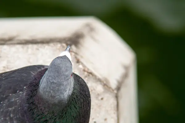 Міський голуб їсть хліб, розкиданий з туристами — стокове фото