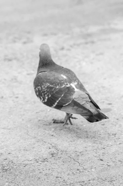 도시 비둘기 빵 먹는 관광객 들으로 흩어져 — 스톡 사진