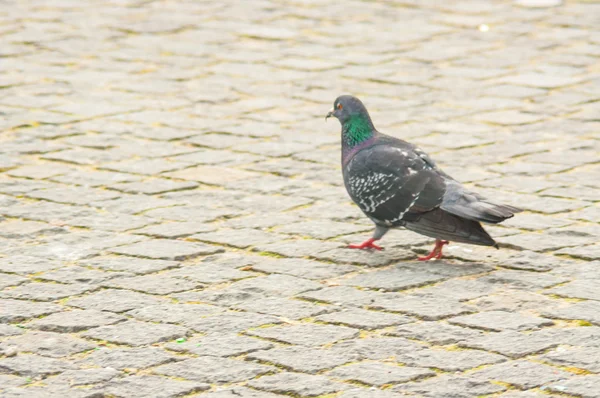 Pigeon urbain manger du pain parsemé de touristes — Photo