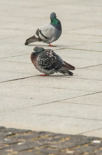 Städtischen Taube Brot essen verstreut mit Touristen — Stockfoto