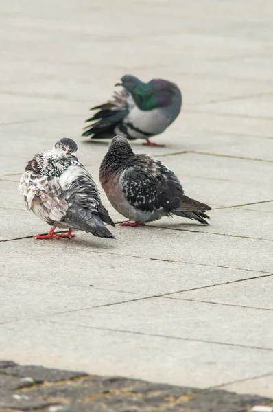 城市鸽子吃面包散落与游客 — 图库照片